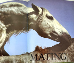 Such Is The Real Nature of Horses by Robert Vavra 1979 HC 340 Color Photos