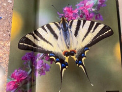 Butterfly Book by Thomas Marent Hardcover DJ Over 500 Photographs 280 Pages