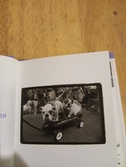 Dogs Are Funny By Kim Levin