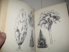 Play with trees/ Millicent Selsam/ Scherer/ 1950/ hardback/ William Morrow