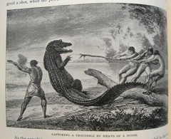 1898 Victorian Exploration Sea Travel Arctic Africa Tropics Safari Wild Animals