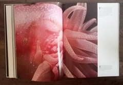 IMAGES OF THE WORLD: Photography at the National Geographic 1981 Hardcover