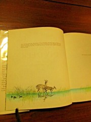 Islands Of The Tiny Deer by Julian May Illustrated by Rod Ruth Wildlife FL Keys