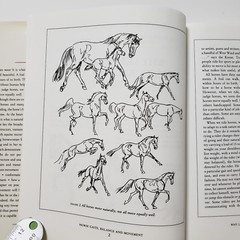 Horse Gaits, Balance and Movement by Susan E. Harris 1993 HC DJ
