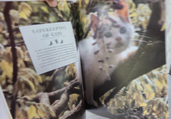 The Complete Cat Book by Paddy Cutts 1999 Barnes & Noble