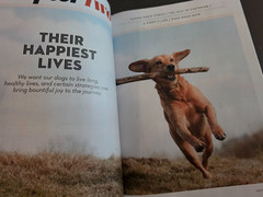 A Dog’s Life-Special Edition Magazine by Paw Print-How They Think, Feel & Thrive