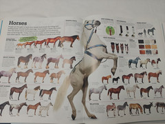 Picturepedia, Second Edition: An Encyclopedia on Every page
