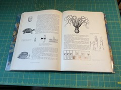 The Glorious Constellations: History and Mythology/Giuseppe Sesti /VERY GOOD