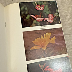 Lot 4 Books Wildflowers & Plants By Different Authors