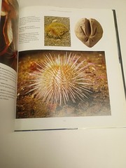 Fossil Invertebrates HC DJ Taylor, Paul D. and Lewis, David N. Harvard Universit