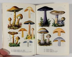 1961 Mushrooms Toadstools in Colour Blandford First Edition Dust Jacket Hvass