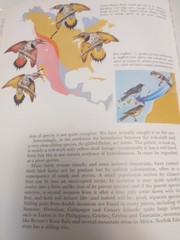 World of Birds James Fisher Roger Tory Peterson Vintage Bird book Hardcover