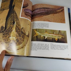 Prehistoric Monsters by Alfred Leutscher 1979 Octopus Books Illustrated HC
