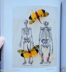 2008 THEATER of INSECTS Jo Whaley hb/128pp/ART – BUTTERFLIES – INSECTS – UNIQUE