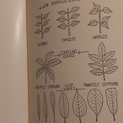 Ellis & Chester Spring Wildflowers Land Between the Lakes 1971 PB Illustrated