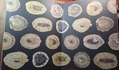PETRIFIED WOOD The World of Fossilized Wood,Cones,Ferns,and Cycads#B-19