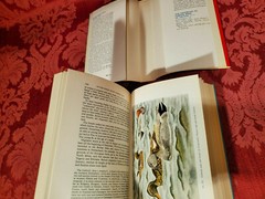 Water-Birds With Webbed Feet, Paul Geroudet, Blandford Press, HC / DJ, 1965 1st