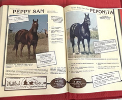 1979 Quarter Horse Journal, Book, STALLION EDITION! – KIDNAP BAR – ZAN PARR BAR