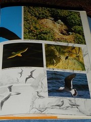 Ocean Birds Lars Lofgren 1984 HC/DJ 1st Edition Orinthology SEABIRDS Textbook