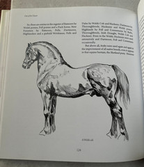 Out of the Desert -Peter Upton -Arabian Horse Book- Breeds of Britain-NEW