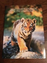 MAGAZINE_**TIGERS**_ 2021_LIFE_BIG CAT_*INSIDE THE TIGER’S MIND*_NEW UNREAD COPY