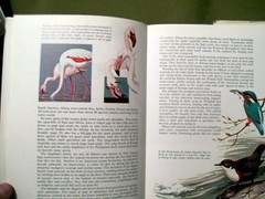 James Fisher and Roger Tory Person’s World of Birds New & Revised Edition (HC)