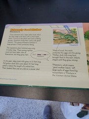Discovering dinosaurs Book and 5 jigsaw puzzles