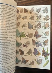 Field Guide to Western Butterflies by Paul A. Opler (1999, Trade Paperback)