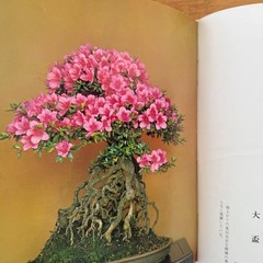 Satsuki Bonsai Photo Book Japan Satsuki Culture Promotion Hardcover 312pg Used