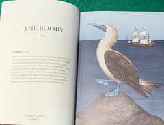 Ornithography by Jessica Roux 1st/1st HC 2024 Birds