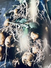 NOMA: Time & Place in Nordic Cuisine; Brand New, 367 pages.
