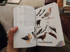 Kenneth Newman Newman’s Birds of Southern Africa Fully Revised Illust by Author