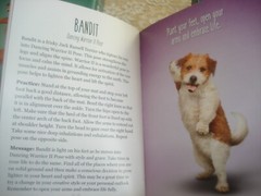 YOGA DOGS Book & Card Set Written by Alison DeNicola 96 pages 44 Cards 2017