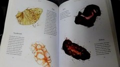 Book The Connoisseurs Guide to Meat Jenne Wilson 255 pages