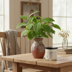 Patchouli 3-Wick Candle