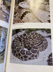 A Field Guide to Texas Snakes book by Alan Tennant Texas Monthly