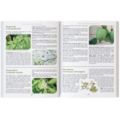The Lost Book of Herbal Remedies (paperback with color pictures)