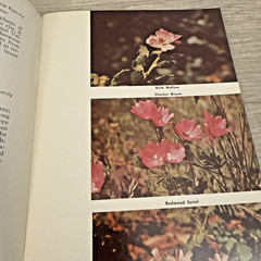 Lot 4 Books Wildflowers & Plants By Different Authors