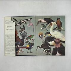 James Fisher & Roger Tory Peterson’s WORLD OF BIRDS Revised HC Cream DJ 192