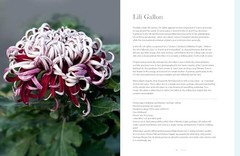 Chrysanthemums: Beautiful Varieties for Home and Garden (Flowers), Slade, Naomi,