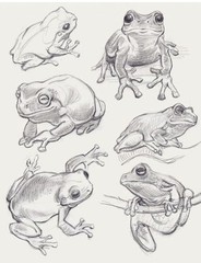 Best frog Coloring Book Save The Frog 108 Pages 8.5 x 11 for All Ages