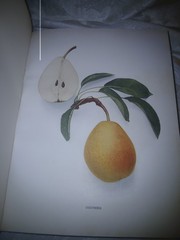 THE PEARS OF NEW YORK U.P. Hedrick 80 color plates 1921 First Ed
