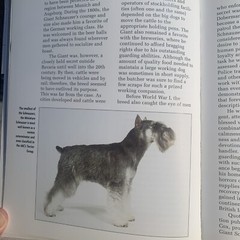 A Kennel Club Book Giant Schnauzer Comprehensive Guide To Owning And Caring For