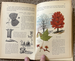 VTG Nature Notebook Robert Candy 1953 HC