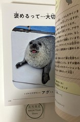 Motto Azatoku Jibun Rashiku Japanese Azarashi Seal Photo Essay Book Japan