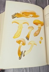 Icones Farlowianae – 1929 Farlow Fungi Mushrooms 103 Color Plates – Large Folio