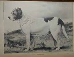 1984 REPRINT 1879-1881 CLASSIC ENCYCLOPEDIA OF THE DOG by VERO SHAW Art History
