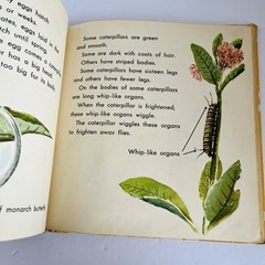 What Is A Butterfly Book 1958 Gene Darby What Is It Series Vintage MCM Science